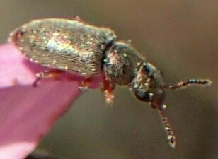 Coleoptera(Or) sp019 Animal